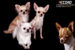 Les Chihuahuas sont de petits chiens pleins de caractère, originaires du Mexique. Avec leur taille minuscule et leur poids léger (généralement moins de 3 kg), ils sont parmi les plus petits chiens du monde. Leur personnalité est surprenante : malgré leur petite stature, ils sont souvent courageux, vifs et protecteurs envers leurs proches. Ils peuvent être très affectueux et tissent des liens étroits avec leurs maîtres, mais ils n’hésitent pas à aboyer pour défendre leur territoire.Leur apparence varie, avec des poils courts ou longs, et une large palette de couleurs. Intelligents, ils apprennent vite, mais peuvent être un peu têtus, nécessitant une éducation douce, mais ferme. Grâce à leur petite taille, ils s’adaptent bien à la vie en appartement. Toutefois, ils ont besoin de socialisation pour éviter d’être craintifs ou agressifs. Leur espérance de vie, généralement de 12 à 20 ans, en fait de parfaits compagnons pour les amoureux des petits chiens pleins de vitalité.© Caterinarufo, Wikimedia Commons, DP